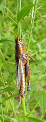 Entomophaga grylli
