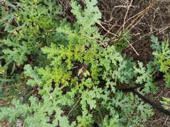 Solanum citrullifolium