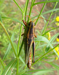 Entomophaga grylli