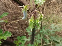 Solanum citrullifolium