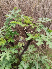 Solanum citrullifolium