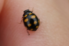 Coccinellidae