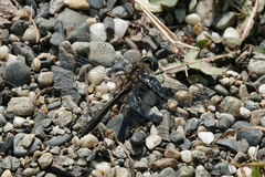 Cordulia shurtleffii