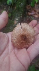 Agaricus diminutivus