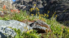 Anticlea occidentalis