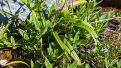 Anticlea occidentalis