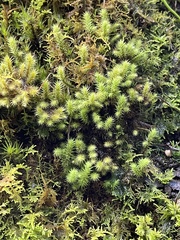 Ptychomnion aciculare