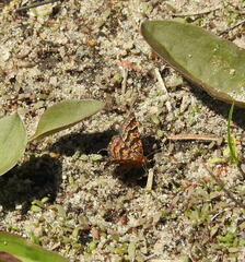 Epelis truncataria