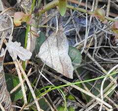 Petrophora subaequaria