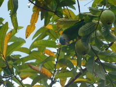 Brotogeris pyrrhoptera