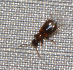 Omonadus formicarius
