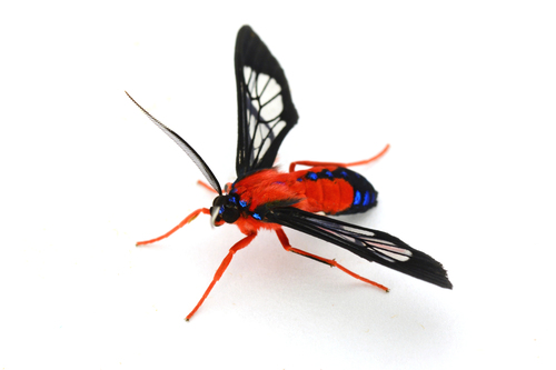 Scarlet-bodied Wasp Moth