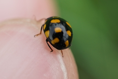 Coccinellidae
