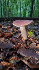 Tylopilus violatinctus