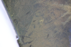 Poecilia reticulata
