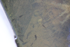 Poecilia reticulata