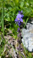 Veronica cusickii