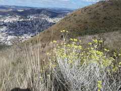 Achyrocline saturejoides