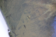 Poecilia reticulata