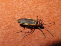 Stenomacra marginella