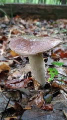 Tylopilus violatinctus