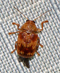 Cryptocephalus tinctus