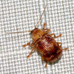 Cryptocephalus tinctus