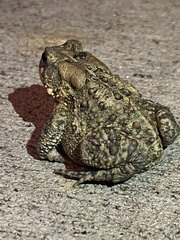 Anaxyrus americanus