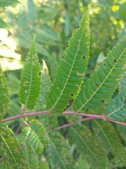 Pterygota