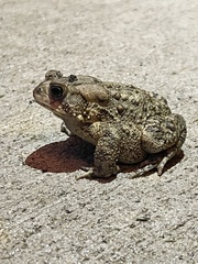 Anaxyrus americanus