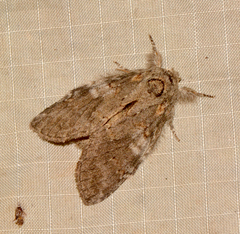 Peridea angulosa