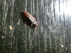 Sorineuchora nigra