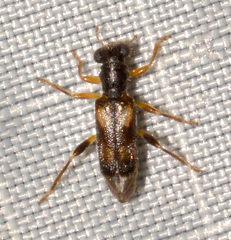 Phyllobaenus pallipennis