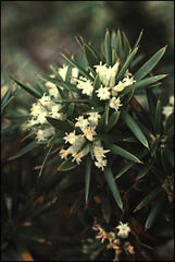 Cyathodes glauca