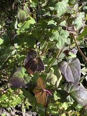 Maurandya barclayana