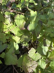 Maurandya barclayana