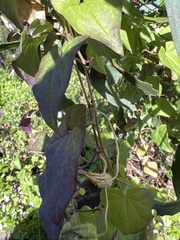 Maurandya barclayana