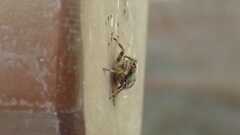 Issus coleoptratus
