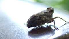 Issus coleoptratus