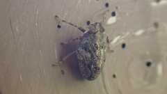 Issus coleoptratus