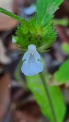 Leucas lavandulifolia