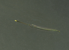 Zenarchopterus buffonis