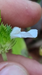 Leucas lavandulifolia