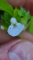 Leucas lavandulifolia