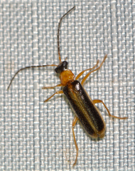 Rhagonycha mollis