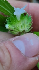 Leucas lavandulifolia