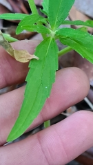 Leucas lavandulifolia