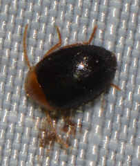 Sacodes thoracica