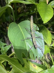 Creoxylus