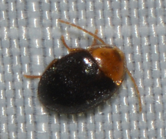 Sacodes thoracica